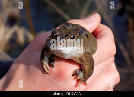 Rana comune (Rana temporaria) a portata di mano Foto Stock