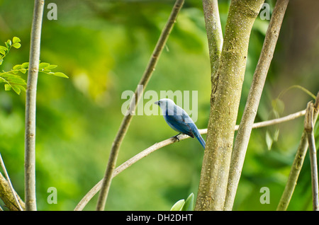 Colore grigio-blu Tanager (Thraupis episcopus) appollaiato su un ramo, vicino al Lago di Arenal, Costa Rica, America Centrale Foto Stock