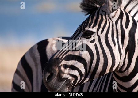 Zebra guardando sopra la sua spalla Foto Stock