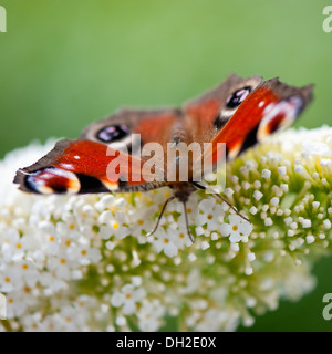 Close-up di un Europeo farfalla pavone alimentazione su un Buddleia bianco Foto Stock