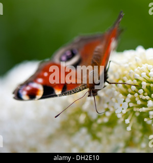 Close-up di un Europeo farfalla pavone alimentazione su un Buddleia bianco Foto Stock