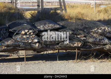 Cesti riempiti con ostriche in un porto nel sud della Francia Gruissan Foto Stock