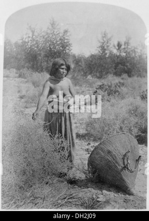 Paiute Moapariat donna la raccolta di semi, southern Nevada, 1873 517731 Foto Stock