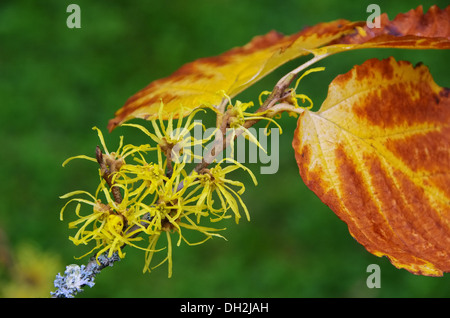 Hamamelis Virginiana 10 Foto Stock