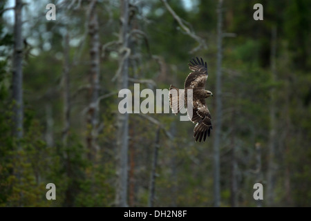 Un Nibbio in volo Foto Stock