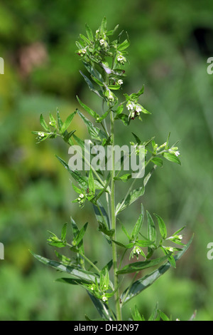 Gromwell comune, lithospermum officinale Foto Stock