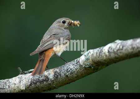 Una femmina redstart chiamando con il cibo per i suoi pulcini Foto Stock