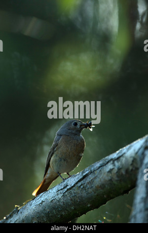 Una femmina redstart chiamando con il cibo per i suoi pulcini Foto Stock