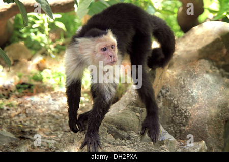 Monkey Cebus capucinus dallo zoo di Jamshedpur nello stato del Jharkhand India Asia Foto Stock