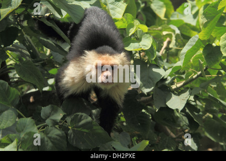 Monkey Cebus capucinus dallo zoo di Jamshedpur nello stato del Jharkhand India Asia Foto Stock