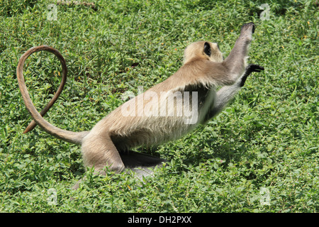 Il langur grigio , Semnopithecus entellus , è una specie di primate della famiglia Cercopithecidae , india , asia Foto Stock