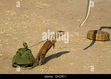 Mongoose grigio indiano , Mongoose allo spettacolo di strada della lotta serpente , india , asia Foto Stock