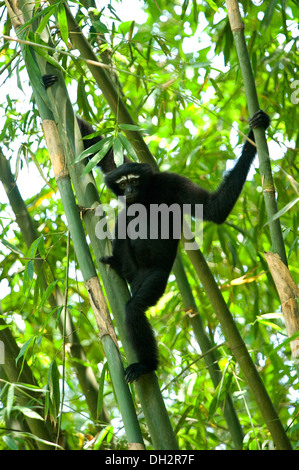 Hookock Gibbon , Primate , Gibbons sono scimmie della famiglia Hylobatidae , su albero di bambù , Hoollongapar Gibbon Sanctuary , Jorhat , Assam , India , Asia Foto Stock