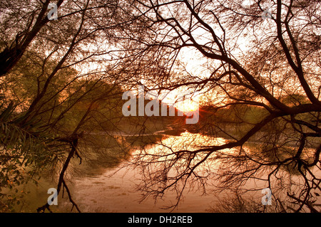 Tramonto attraverso gli alberi in Ghana Parco Nazionale di Bharatpur Rajasthan India Asia Foto Stock