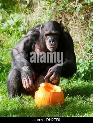 Dunstable, Bedfordshire, Regno Unito. 30 ott 2013. Gli animali a ZSL Whipsnade Zoo sarà sempre loro zanne in alcune leccornie , come stanno propinando zucca piatti per ottenere loro nell'spooky spirito. scimpanzé giocare con loro Jack O "Lanterne.© Brian Jordan/Alamy Live News Foto Stock