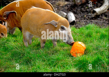 Dunstable, Bedfordshire, Regno Unito. 30 ott 2013. Gli animali a ZSL Whipsnade Zoo sarà sempre loro zanne in alcune leccornie , come stanno propinando zucca piatti per ottenere loro nell'spooky spirito. Red River Hoggs giocando con loro Jack O "lanterne. © Brian Jordan/Alamy Live News Foto Stock