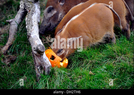 Dunstable, Bedfordshire, Regno Unito. 30 ott 2013. Gli animali a ZSL Whipsnade Zoo sarà sempre loro zanne in alcune leccornie , come stanno propinando zucca piatti per ottenere loro nell'spooky spirito. Red River Hoggs giocando con loro Jack O "Lanterne.© Brian Jordan/Alamy Live News Foto Stock