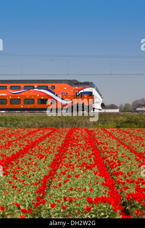 Paesi Bassi, Vogelenzang, campo di tulipani. Orange Royal Kings treno che passa. Foto Stock