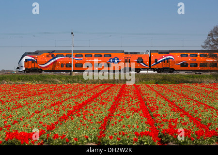 Paesi Bassi, Vogelenzang, campo di tulipani. Orange Royal Kings treno che passa. Foto Stock