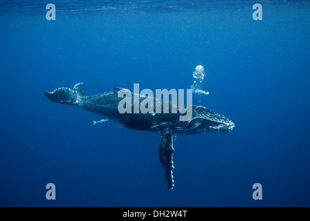 Balene Humpback underwater Foto Stock