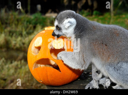 Dunstable, Bedfordshire, Regno Unito. 30 ott 2013. Gli animali a ZSL Whipsnade Zoo sarà sempre loro zanne in alcune leccornie , come stanno propinando zucca piatti per ottenere loro nell'spooky spirito. anello-tailed lemuri giocando con loro Jack O "Lanterne.© Brian Jordan/Alamy Live News Foto Stock