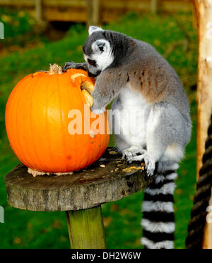 Dunstable, Bedfordshire, Regno Unito. 30 ott 2013. Gli animali a ZSL Whipsnade Zoo sarà sempre loro zanne in alcune leccornie , come stanno propinando zucca piatti per ottenere loro nell'spooky spirito. anello-tailed lemuri giocando con loro Jack O "Lanterne.© Brian Jordan/Alamy Live News Foto Stock