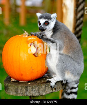 Dunstable, Bedfordshire, Regno Unito. 30 ott 2013. Gli animali a ZSL Whipsnade Zoo sarà sempre loro zanne in alcune leccornie , come stanno propinando zucca piatti per ottenere loro nell'spooky spirito. anello-tailed lemuri giocando con loro Jack O "Lanterne.© Brian Jordan/Alamy Live News Foto Stock