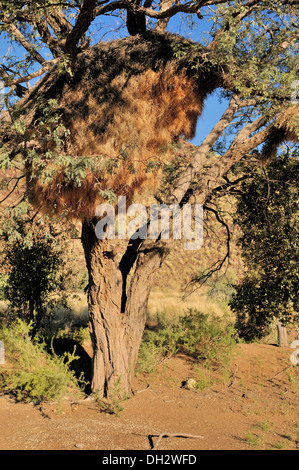 Albero Camelthorn con socievole tessitore nido comunitario Foto Stock