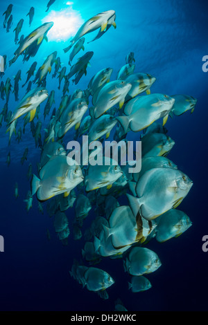 Secca di circolare, Batfish Platax orbicularis, Ras Muhammad, Mar Rosso, Sinai, Egitto Foto Stock