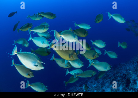 Secca di Bluespine Unicornfish, Naso unicornis, Ras Muhammad, Mar Rosso, Sinai, Egitto Foto Stock