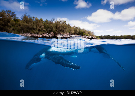 Balene Humpback underwater Foto Stock