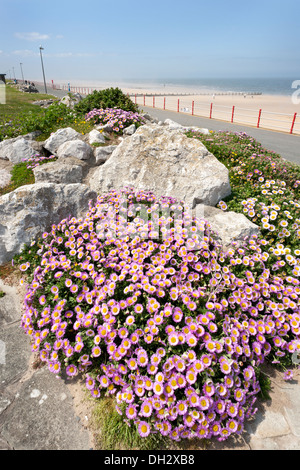 Fiori su Rhyl Promenade Foto Stock