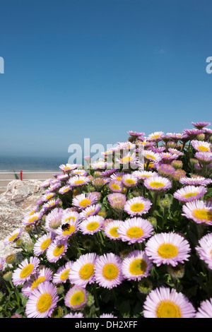 Fiori sul Rhyl costa. Foto Stock