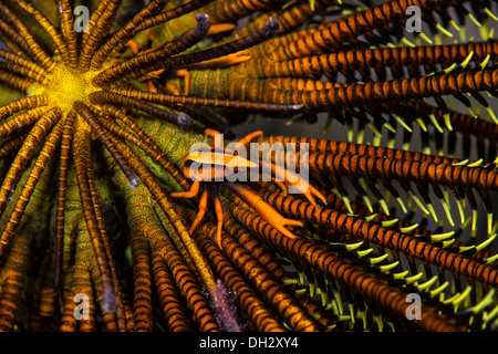 Crinoide Squat Lobster, Allogalathea elegans, Pantar, Arcipelago Alor, Lesser Sunda Islands, Indonesia Foto Stock