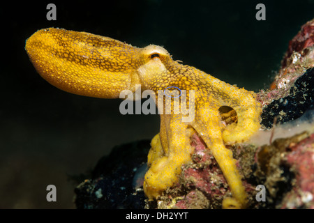 Il veleno Ocellate Octopus, polpo mototi, Lembeh strait, Nord Sulawesi, Indonesia Foto Stock