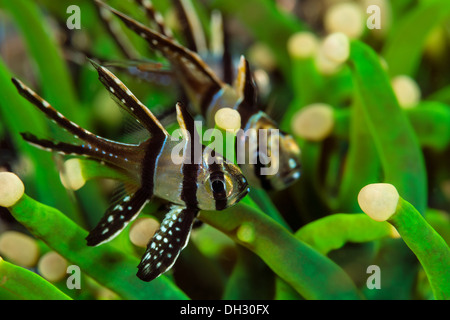 Banggai pesci cardinale, Pterapogon kauderni, Lembeh strait, Nord Sulawesi, Indonesia Foto Stock