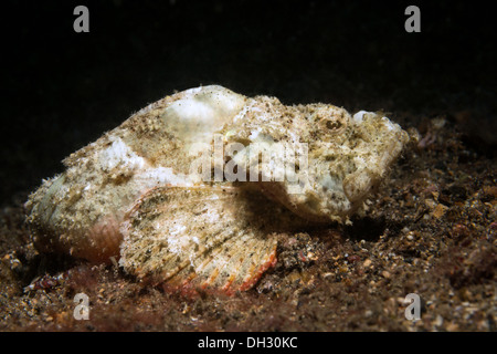 White Devil scorfani, Scorpaenopsis diabolus, Lembeh strait, Nord Sulawesi, Indonesia Foto Stock