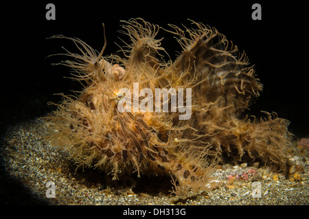 Rana pescatrice striato, Antennarius striatus, Lembeh strait, Nord Sulawesi, Indonesia Foto Stock