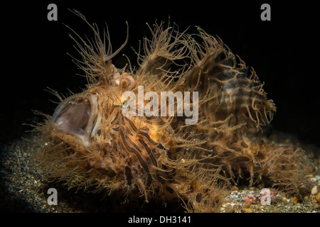 Rana pescatrice striato, Antennarius striatus, Lembeh strait, Nord Sulawesi, Indonesia Foto Stock