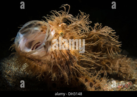 Rana pescatrice striato, Antennarius striatus, Lembeh strait, Nord Sulawesi, Indonesia Foto Stock