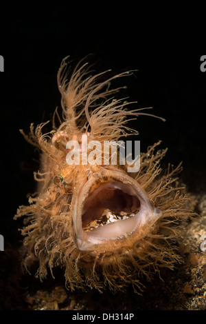 Rana pescatrice striato, Antennarius striatus, Lembeh strait, Nord Sulawesi, Indonesia Foto Stock