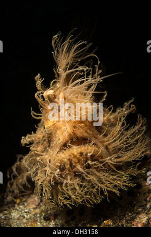 Rana pescatrice striato, Antennarius striatus, Lembeh strait, Nord Sulawesi, Indonesia Foto Stock