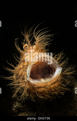 Rana pescatrice striato, Antennarius striatus, Lembeh strait, Nord Sulawesi, Indonesia Foto Stock