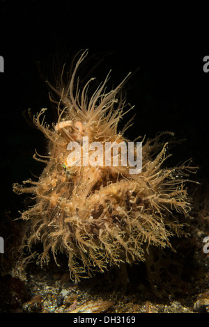 Rana pescatrice striato, Antennarius striatus, Lembeh strait, Nord Sulawesi, Indonesia Foto Stock