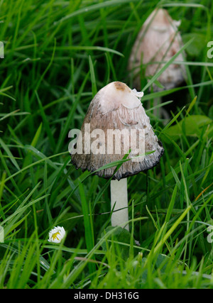 Shaggy copertura di inchiostro (fungo Coprinus comatus) REGNO UNITO Foto Stock