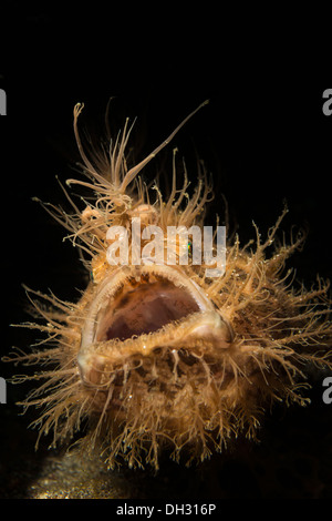 Rana pescatrice striato, Antennarius striatus, Lembeh strait, Nord Sulawesi, Indonesia Foto Stock