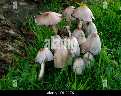 Shaggy copertura di inchiostro di funghi (Coprinus comatus) REGNO UNITO Foto Stock