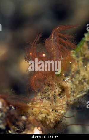 Hairy gamberetti, Phycocaris simulans, Lembeh strait, Nord Sulawesi, Indonesia Foto Stock