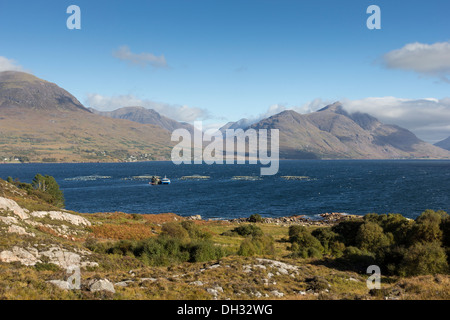 I salmoni Pesci di allevamento e salmone gabbie IN LOCH TORRIDON costa ovest della Scozia Foto Stock