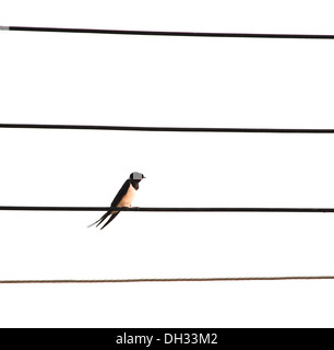 Bird su fili elettrici. Foto Stock